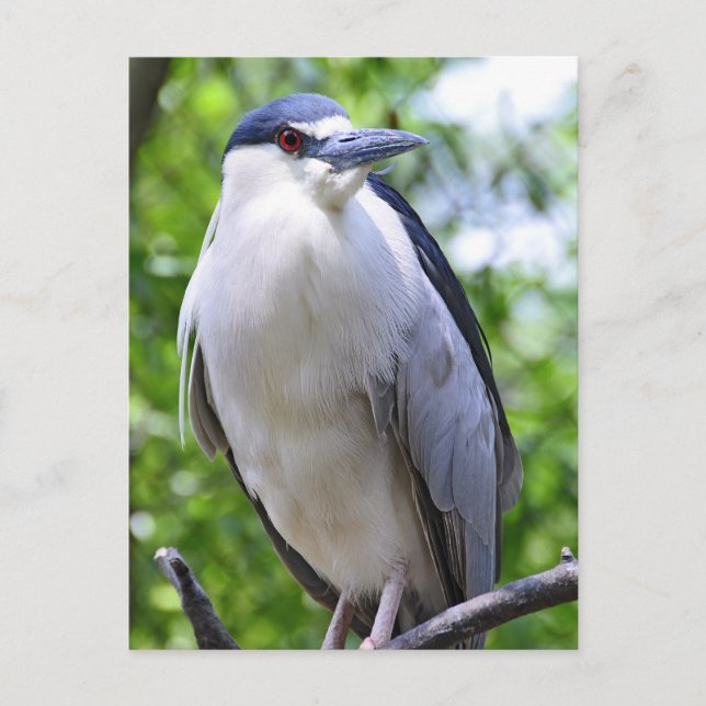 Black-Crowned Night-Heron Postcard (Front)