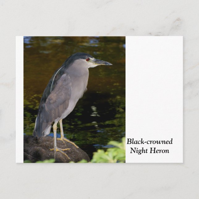 Black-crowned Night Heron Postcard (Front)