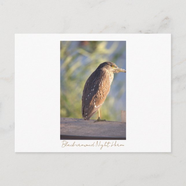 Black-crowned Night Heron Postcard (Front)