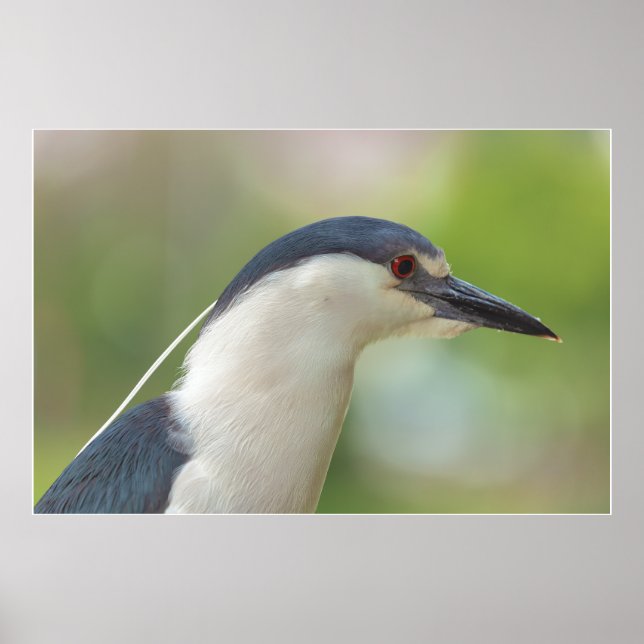 Black-crowned Night Heron  Poster (Front)