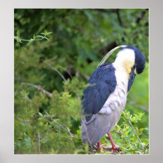 Black-crowned Night Heron Poster