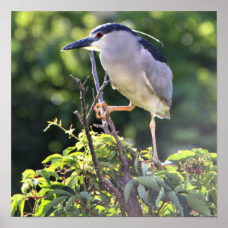Black-crowned Night Heron Poster