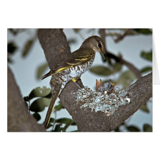 Black Cuckoo Shrike Cards (Front Horizontal)