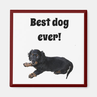 Black Dachshund Cocker Spaniel Puppy Photograph Magnet