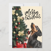 Black Dachshund Looking Up Christmas Tree Xmas 