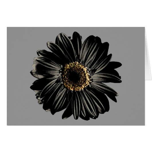 Black Daisy (Front Horizontal)