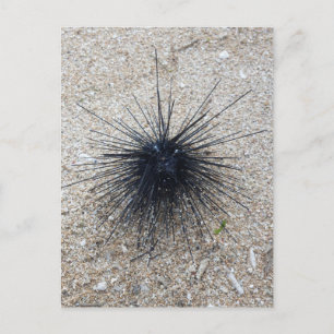Black Diadem sea urchin in close up on sand beach Postcard