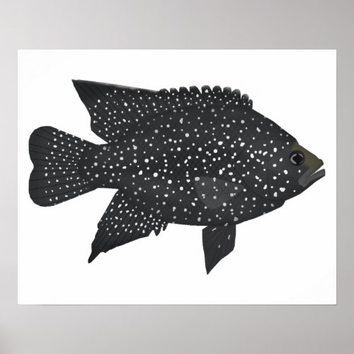 Black Diamond Cichlid Poster