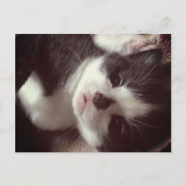 Black Diamond Nose CUTE Kitty Postcard (Front)