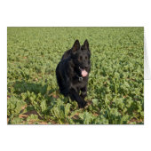 Black Dog (Front Horizontal)