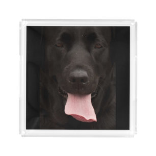 Black dog acrylic tray