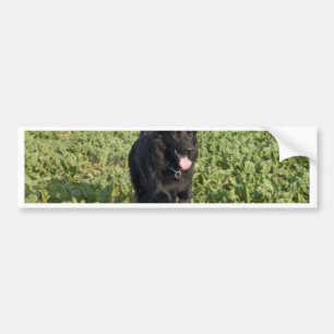 Black Dog Bumper Sticker
