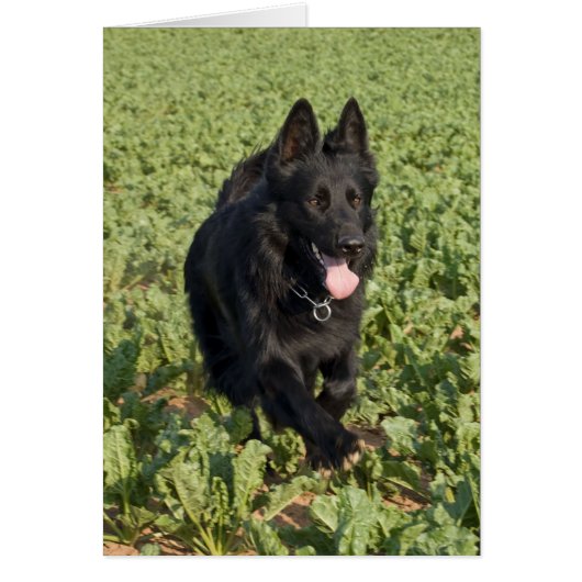 Black Dog Cards (Front)