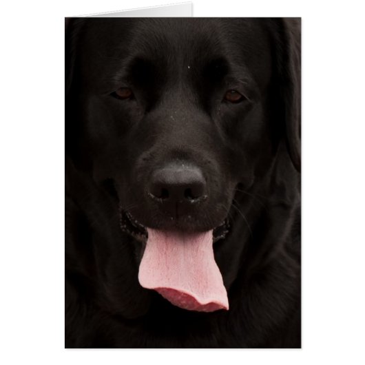Black dog face cards (Front)
