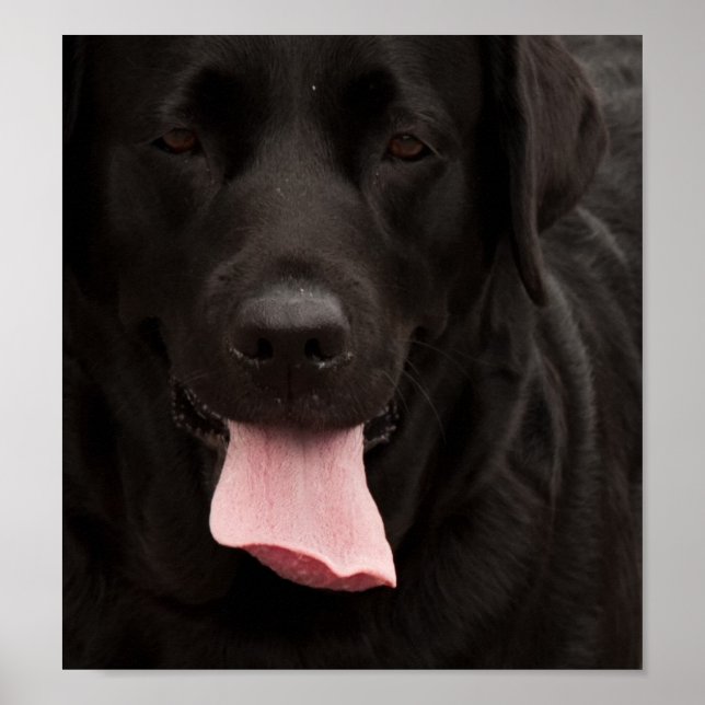 Black dog face poster (Front)