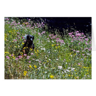 Black Dog in Flowers Cards