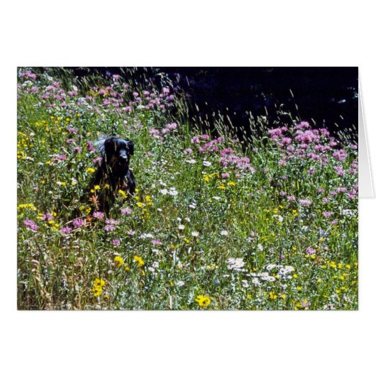 Black Dog in Flowers Cards (Front Horizontal)