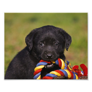 black dog Labrador Retriever Welpe Photoposter Photo Print