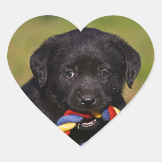 black dog Labrador Retriever Welpe Sticker