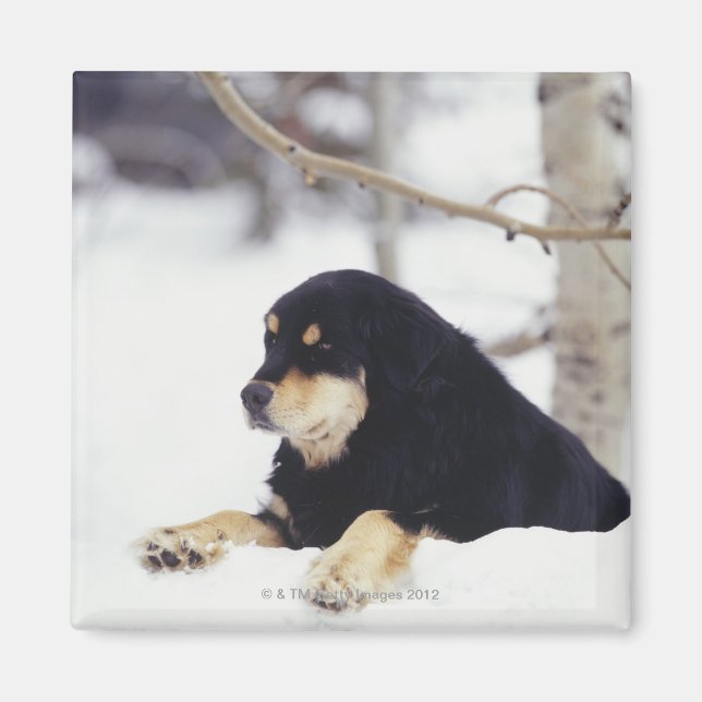 Black dog lying in snow magnet (Front)