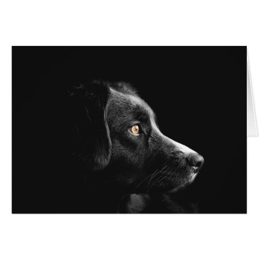 Black Dog Watching Cards (Front Horizontal)