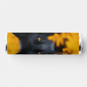 Black Dog with Stunning Gold Eyes Breath Savers® Mints