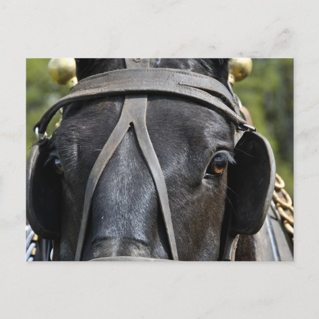 Black Draft Horse Postcard (Front)