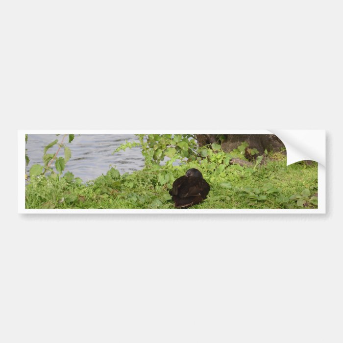 Black Duck Bumper Sticker