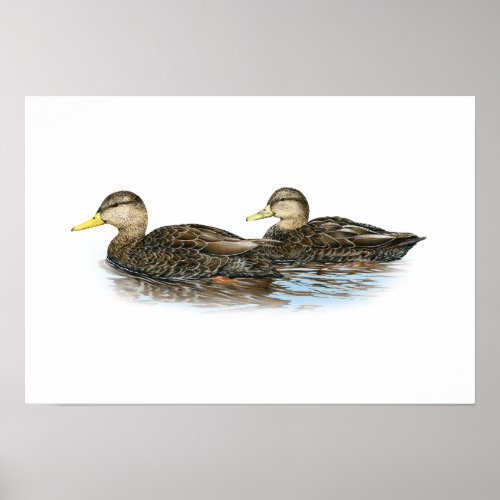 Black Duck Duo Poster