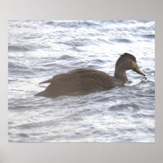 Black Duck in Ocean Poster