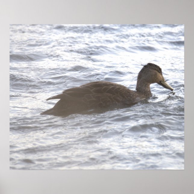 Black Duck in Ocean Poster (Front)