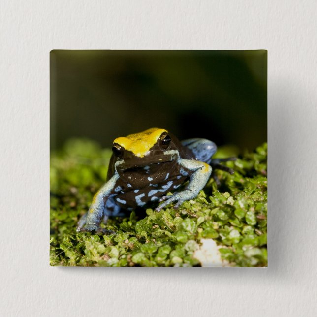 Black-eared Mantella, Mantella expectata, 2 Pinback Button (Front)