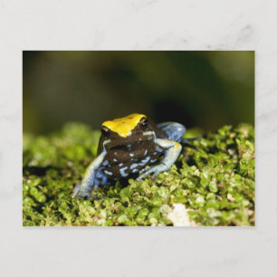 Black-eared Mantella, Mantella expectata, 2 Postcard