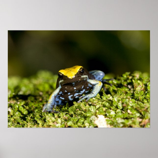 Black-eared Mantella, Mantella expectata, 2 Poster (Front)