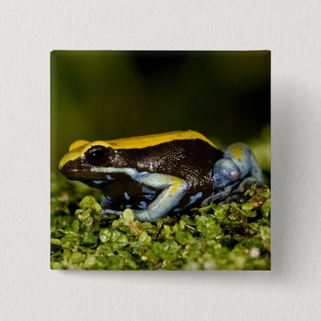 Black-eared Mantella, Mantella expectata, Button (Front)