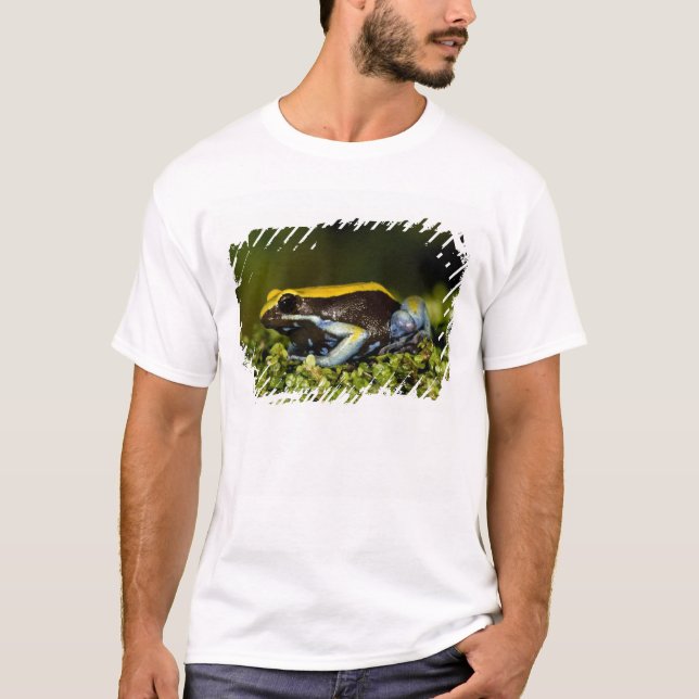 Black-eared Mantella, Mantella expectata, T-Shirt (Front)