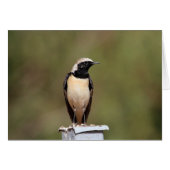 Black-eared Wheatear (Front Horizontal)