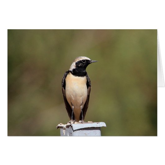 Black-eared Wheatear Cards (Front Horizontal)