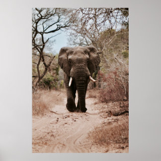 BLACK ELEPHANT WALKING ON BROWN SAND POSTER