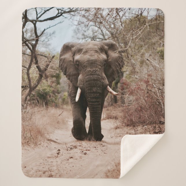 BLACK ELEPHANT WALKING ON BROWN SAND SHERPA BLANKET (Front)