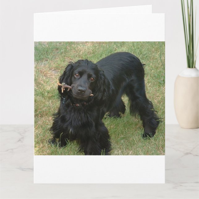 black english cocker spaniel full 2 card (Front)