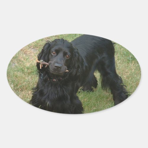 black english cocker spaniel full 2 oval sticker