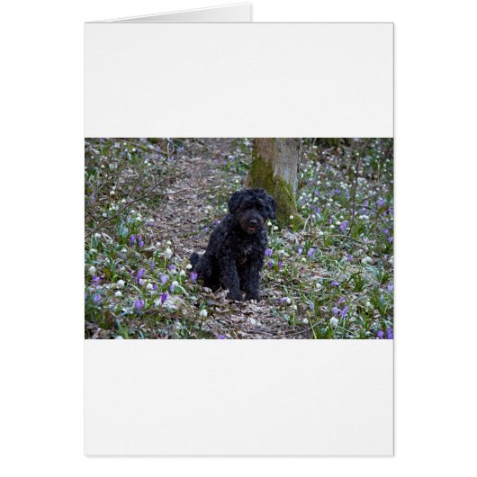 Black English Springer Spaniel Cards (Front)