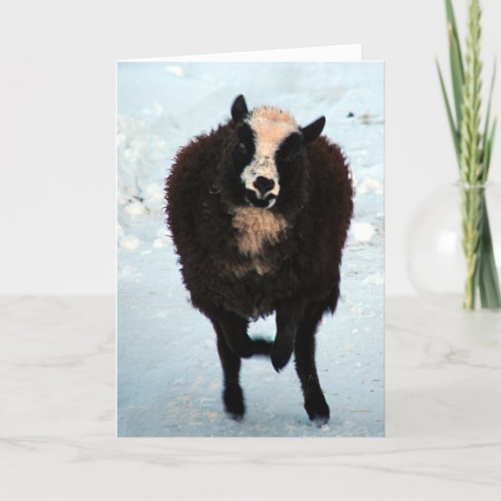 Black Ewe Sheep Merry Christmas Holiday Card