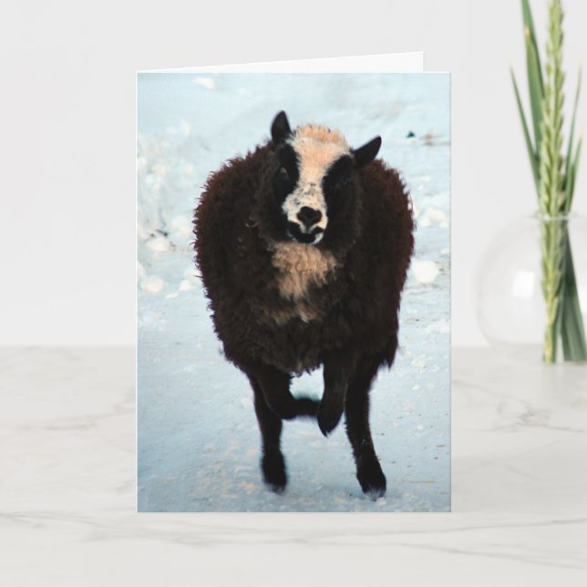 Black Ewe Sheep Merry Christmas Holiday Card (Front)