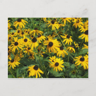 Black Eye Susans Postcard
