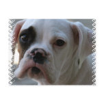 Black Eyed Boxer Dog Postcard