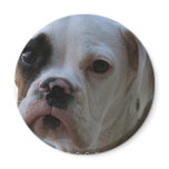 Black Eyed Boxer Dog Round Magnet