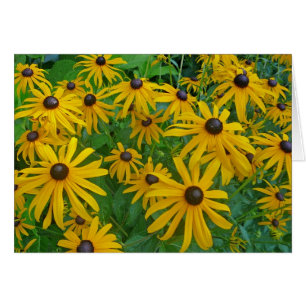 Black Eyed Brown Eyed Susan Photograph Cards