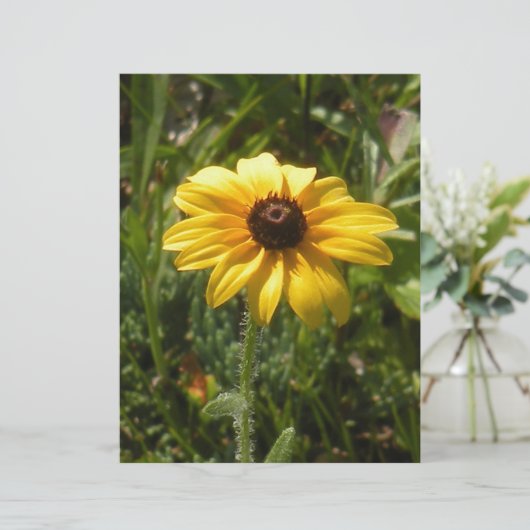 black-eyed susan (Standing Front)